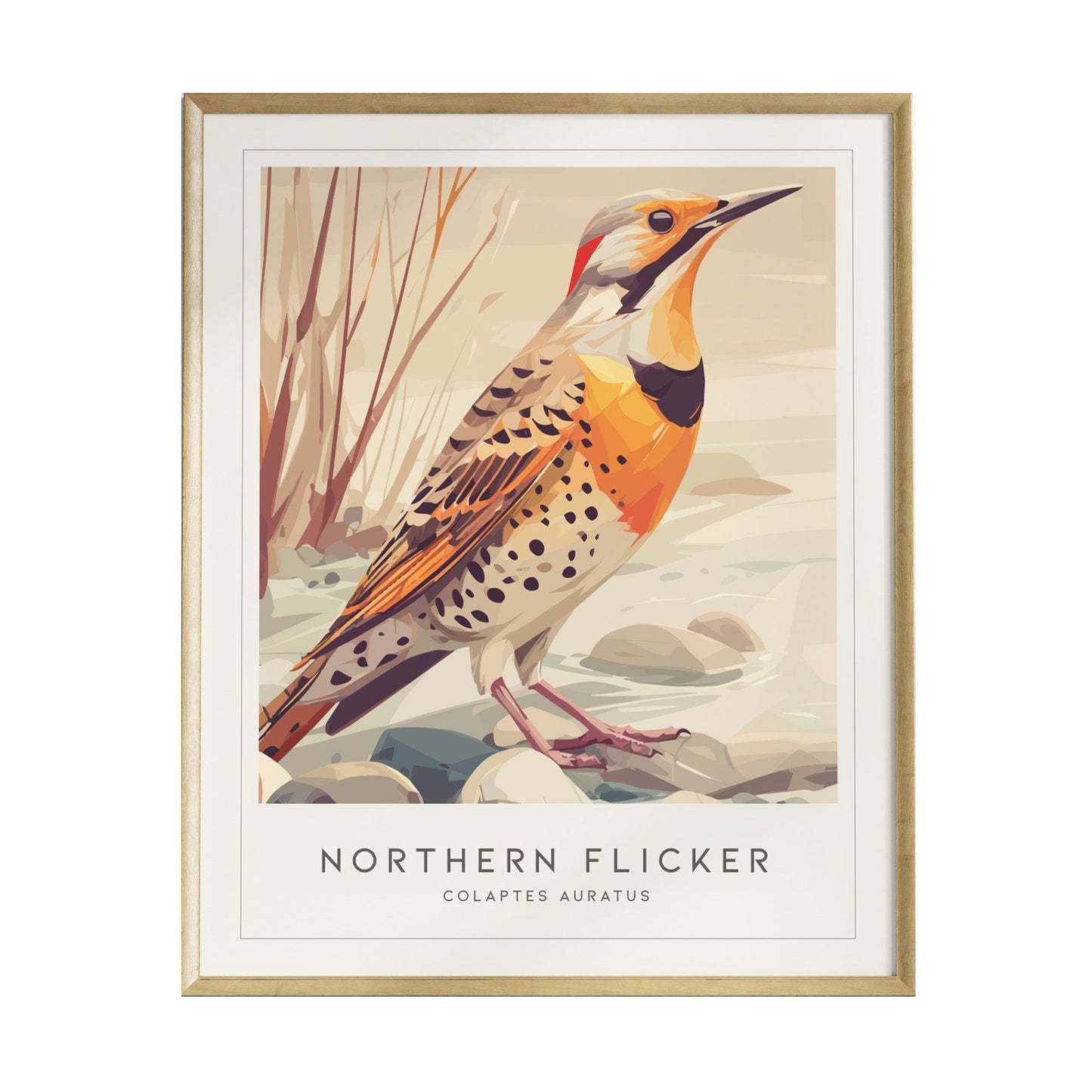 A beautifully illustrated poster of a Northern Flicker woodpecker, showcasing its vibrant plumage with a spotted breast and warm orange accents. The bird is depicted standing among pebbles with a soft, natural background, framed elegantly.