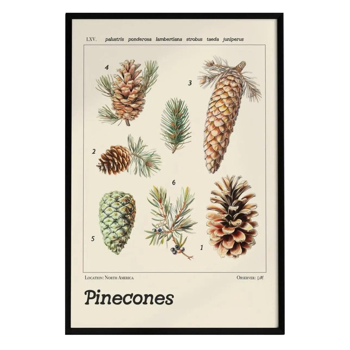 A vintage-style botanical poster features six distinct pinecone species, each with detailed textures and labeled scientific names.