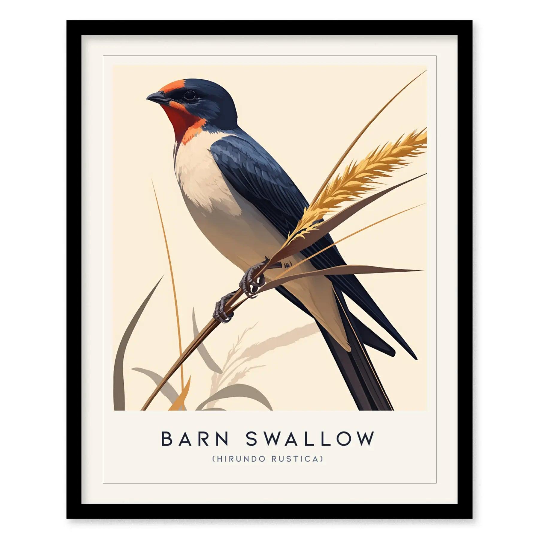 Barn Swallow Bird Framed Poster | Graceful Flight Audubon Fine Art | Cottagecore Wildlife Modern Design Print | Farm House Wall Decor - Swell Scenes