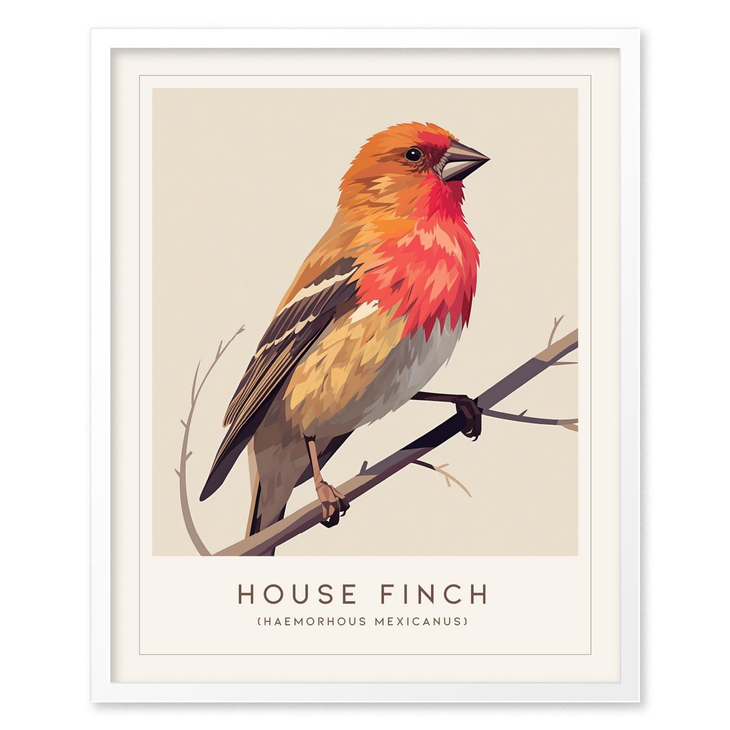 House Finch Framed Poster | Vibrant Bird Illustration Print | National Audubon Wildlife Wall Art | Bird Watcher Nature Lover Farm House Cottagecore Decor - Swell Scenes
