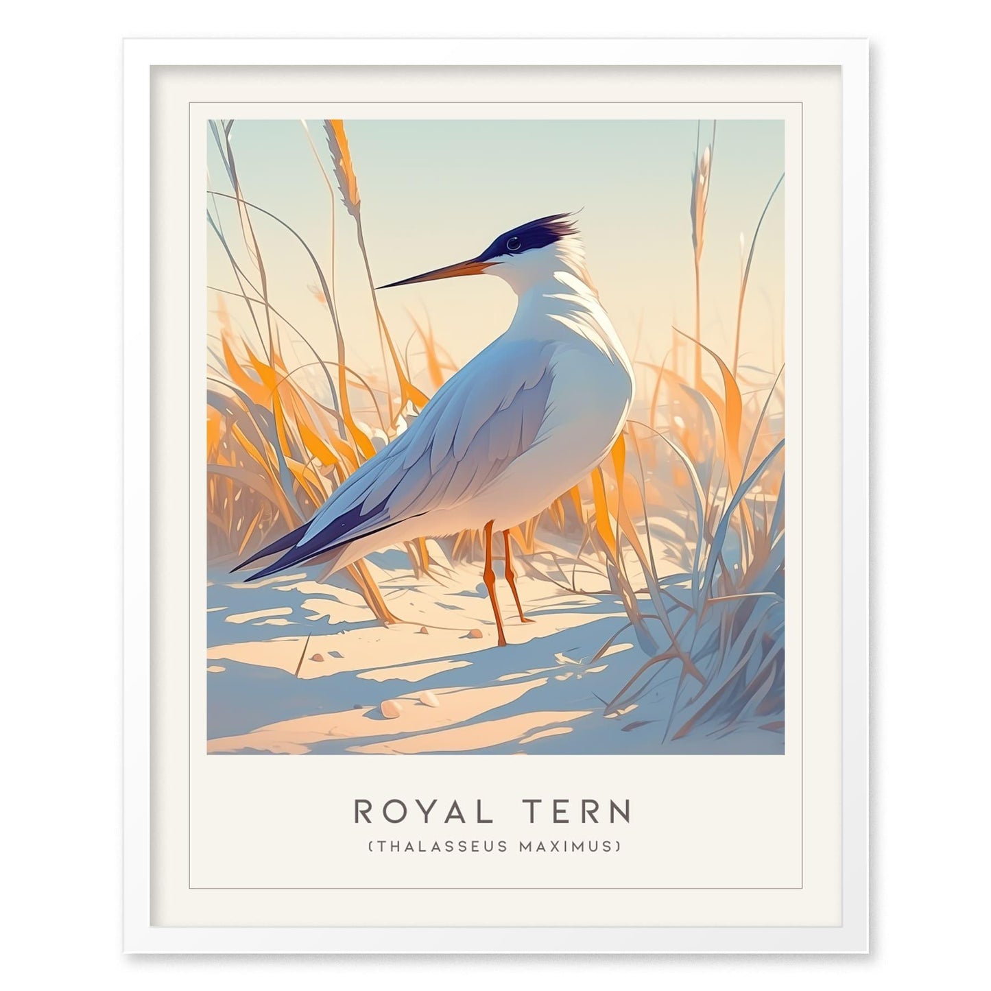 Royal Tern Framed Poster | Beach Bird Lover Modern Wall Art | Audubon Tropical Nature Print | Coastal Cottage Decor - Swell Scenes
