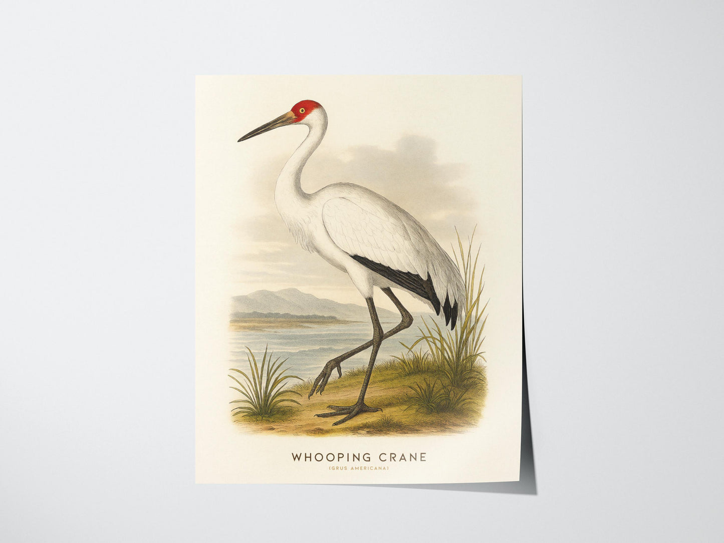 Illustration of a whooping crane on a beige background