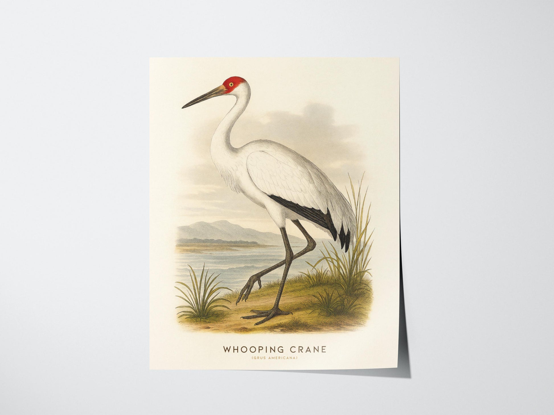 Illustration of a whooping crane on a beige background