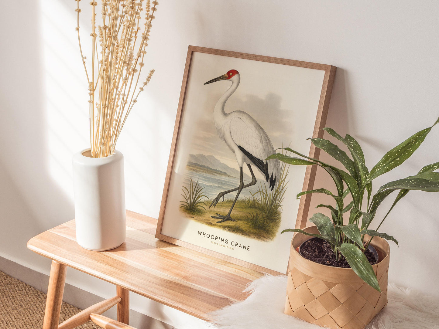 Audubon style Whooping Crane print displayed in traditional library or study with vintage natural history decor