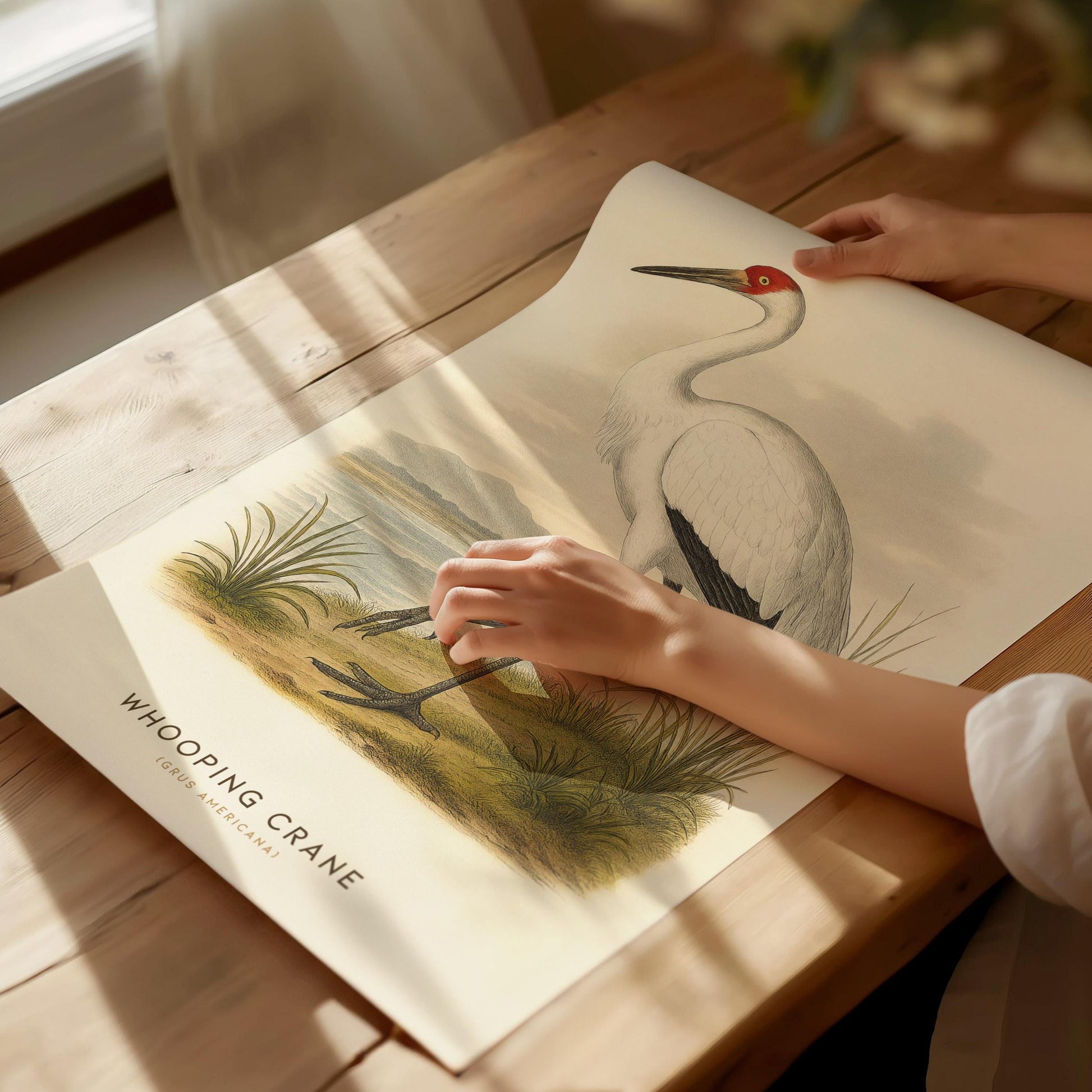 Person holding a poster with aWhooping Crane illustration on a wooden table