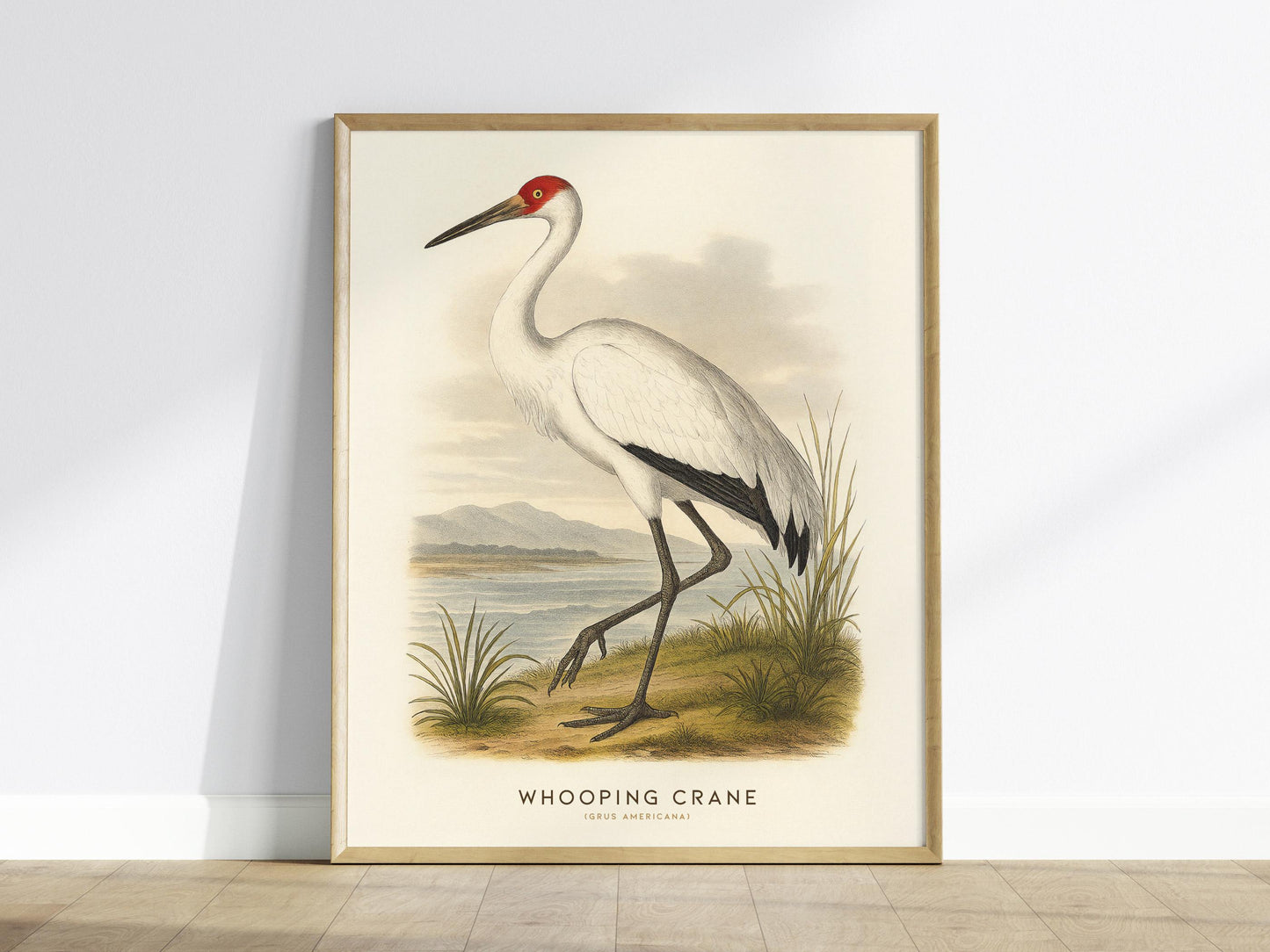 Framed print of a whooping crane on a white wall