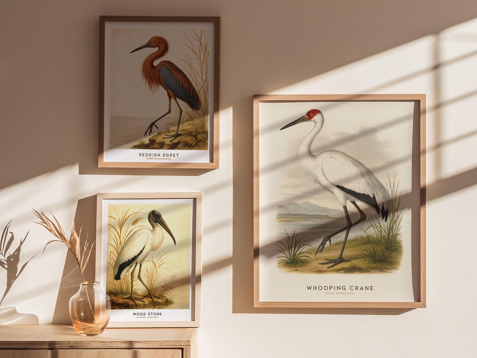 Framed illustrations of birds on a wall with sunlight casting shadows.