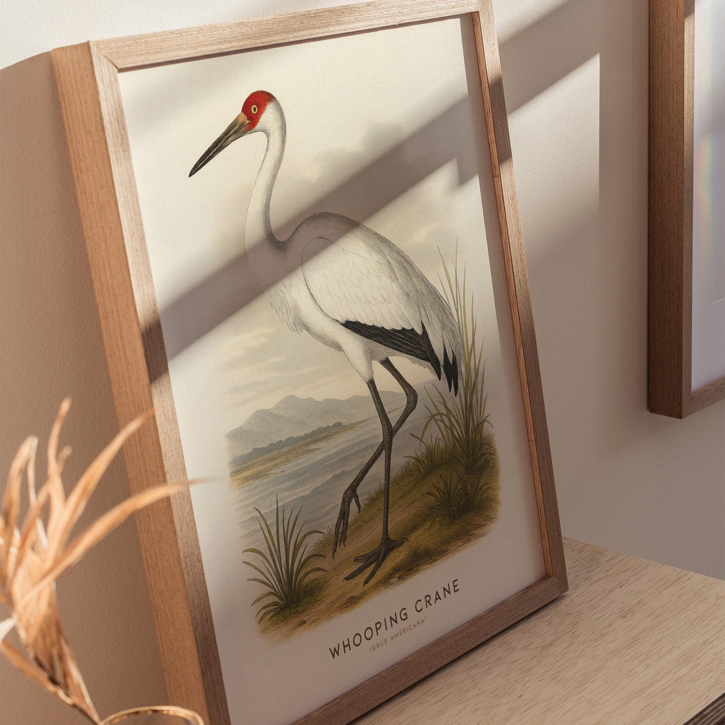 Audubon style Whooping Crane print displayed in traditional library or study with vintage natural history decor