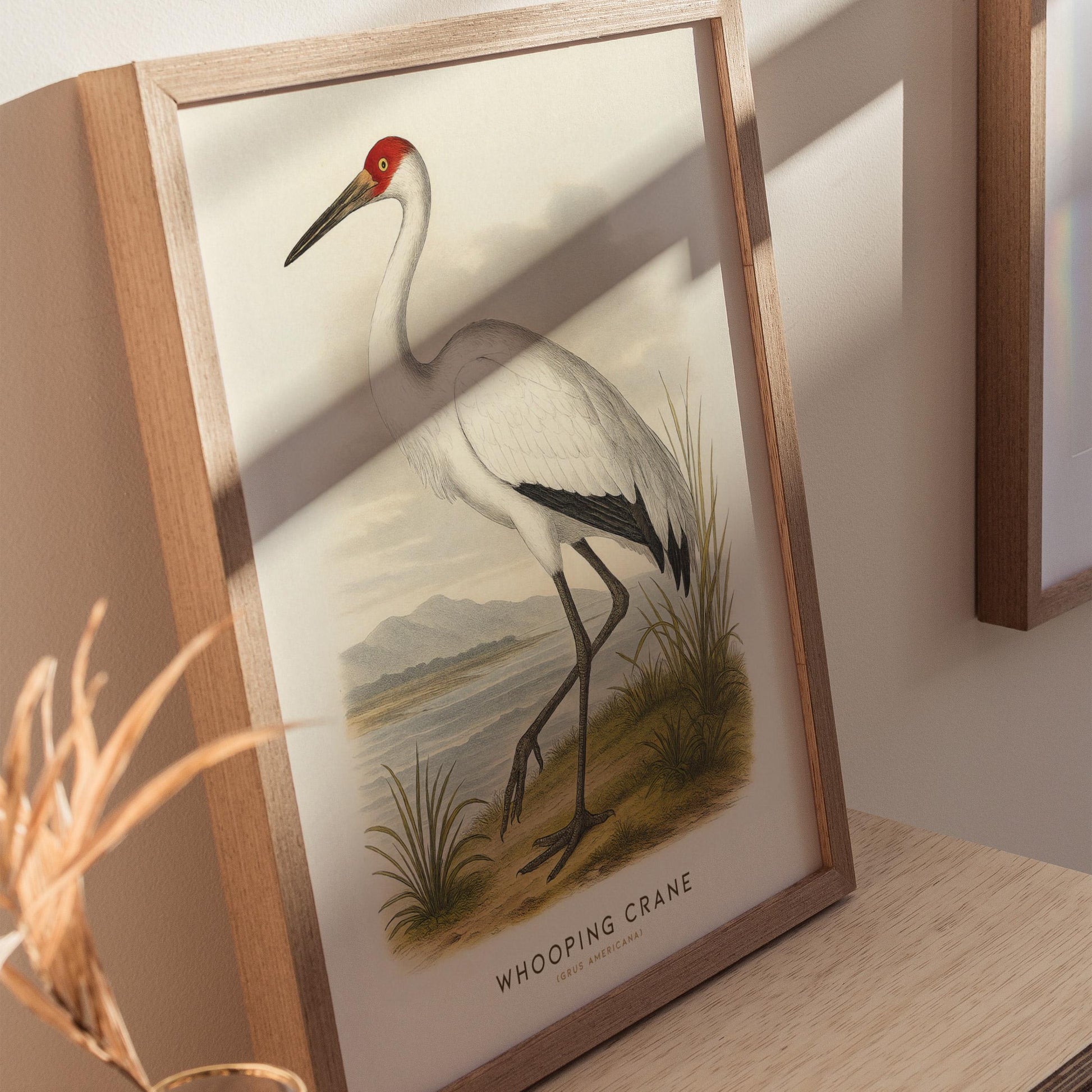 Audubon style Whooping Crane print displayed in traditional library or study with vintage natural history decor