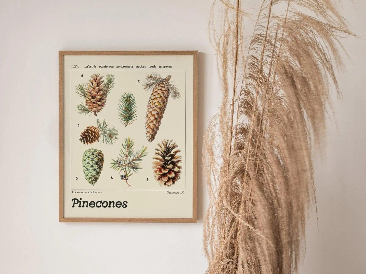 Pinecone Vintage Style Scientific Illustration Framed Poster, Pine Tree Wall Art Forest Print Mountain House Home Woods Cabin Nature Decor - Swell Scenes