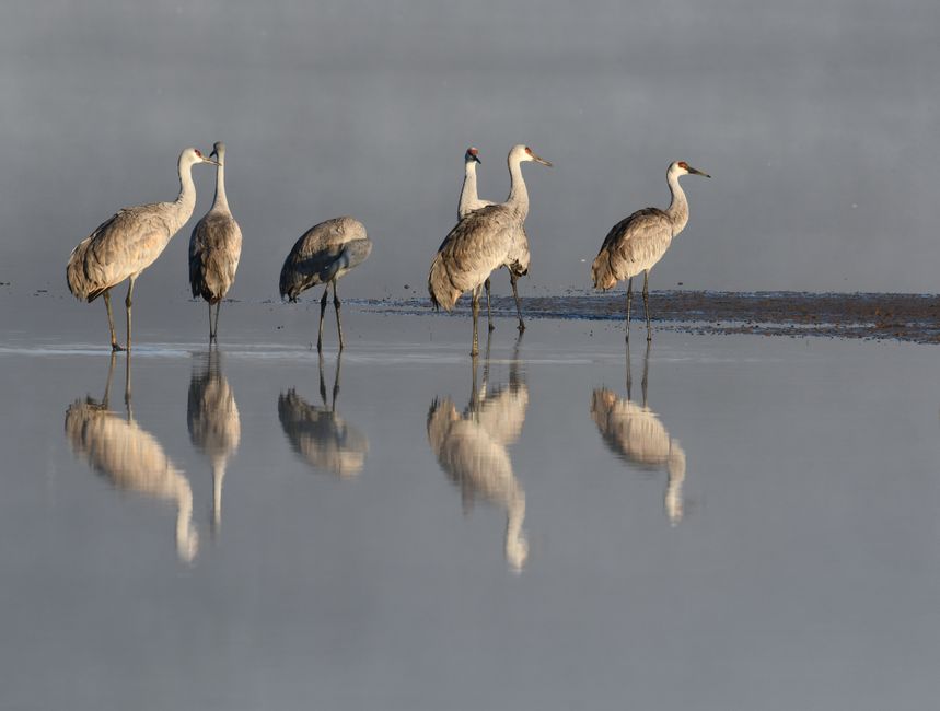 Where Florida's Sandhill Cranes Actually Go When They Disappear