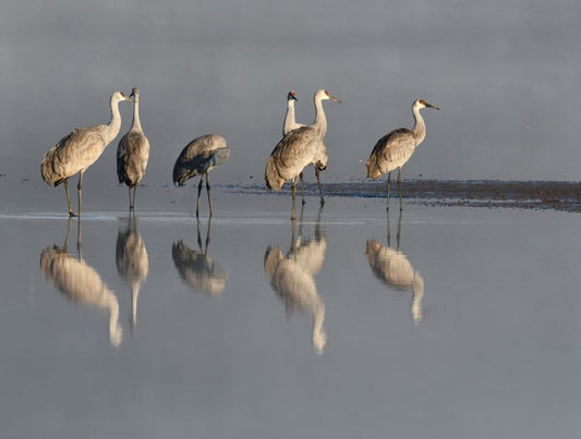 Where Florida's Sandhill Cranes Actually Go When They Disappear