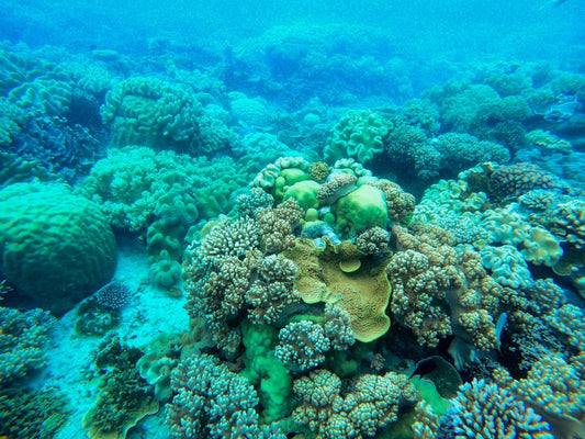 Scuba Diving Maui: The Underwater World Worth Framing on Your Wall