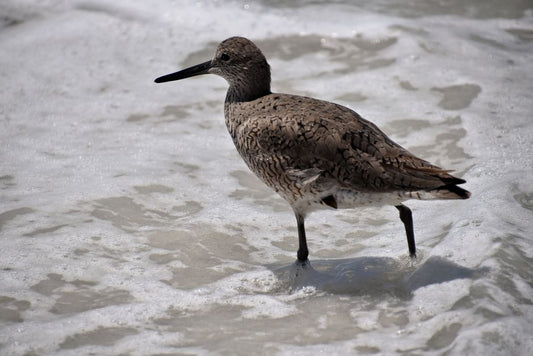 Shorebirds of Sarasota: A Coastal Birdwatcher's Field Guide