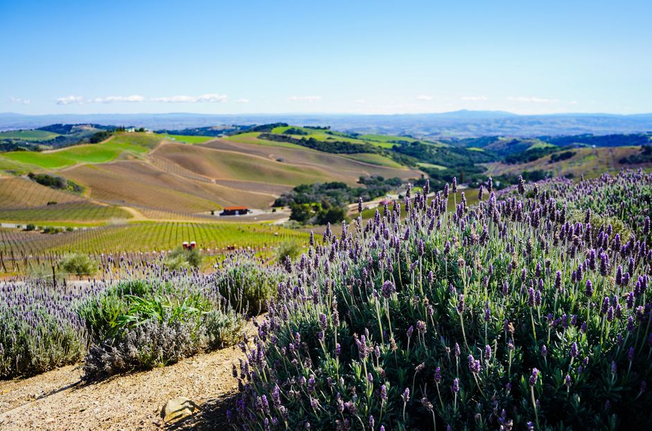 Why Scientists Are Falling in Love with Paso Robles Wine Country
