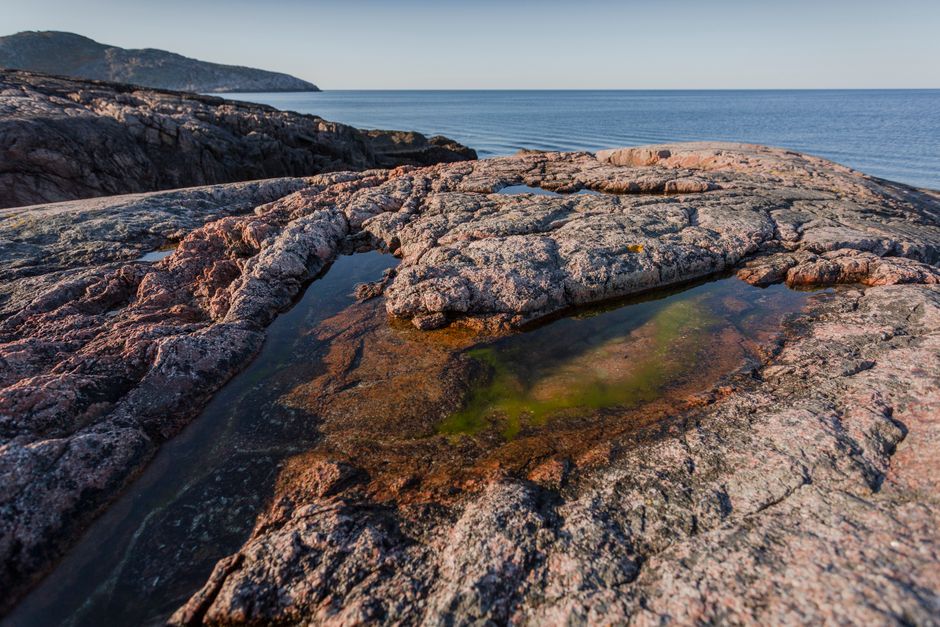 What Acadia's Tidal Pools Reveal About Ocean Science