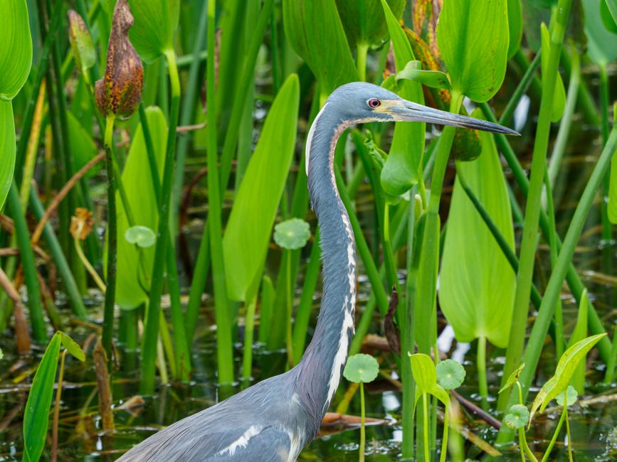 Florida's Most Stunning Wading Birds and Where to Find Them