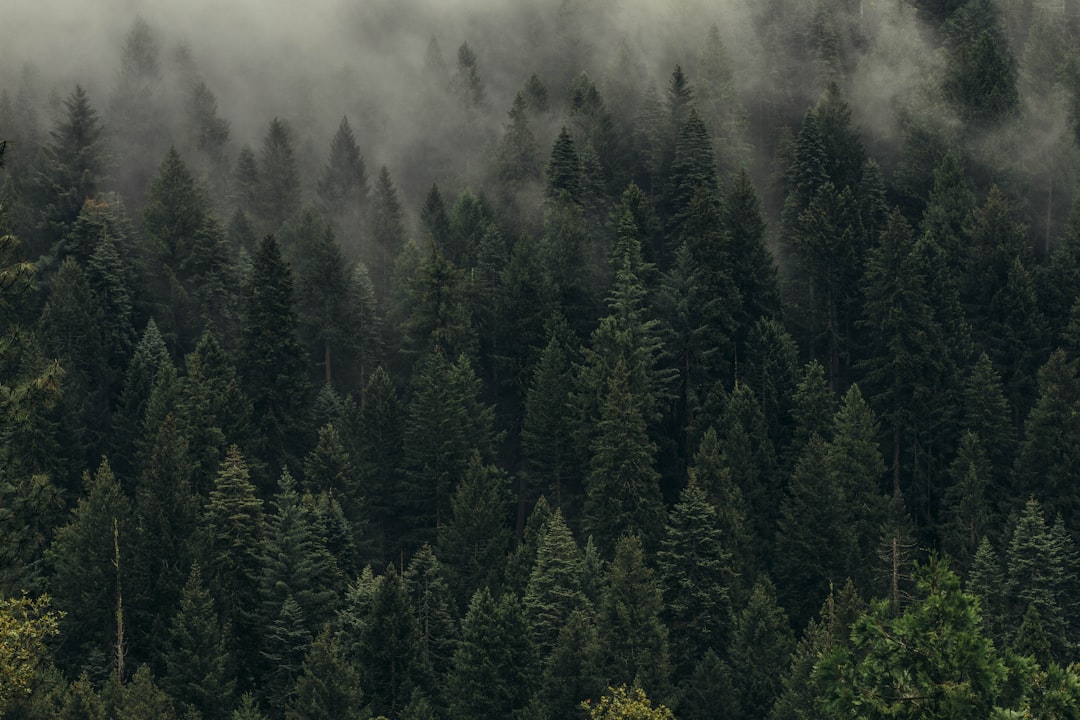 Why the Redwoods Deserve a Permanent Spot on Your Walls
