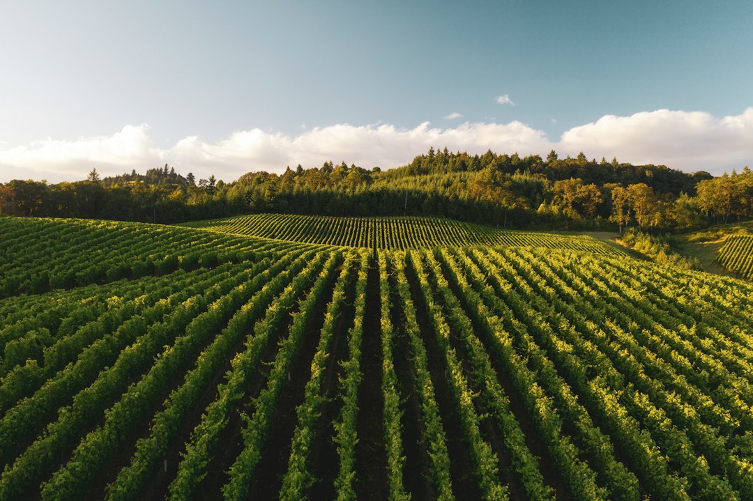 Which Wine Country Destination Matches Your Birth Chart?