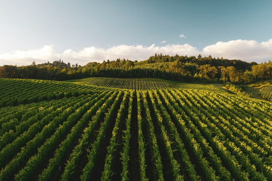 Which Wine Country Destination Matches Your Birth Chart?