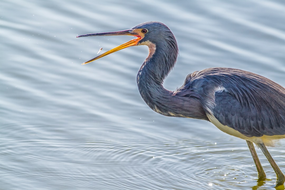 The Cosmic Birdwatcher's Guide to Florida's Most Spectacular Shorebirds