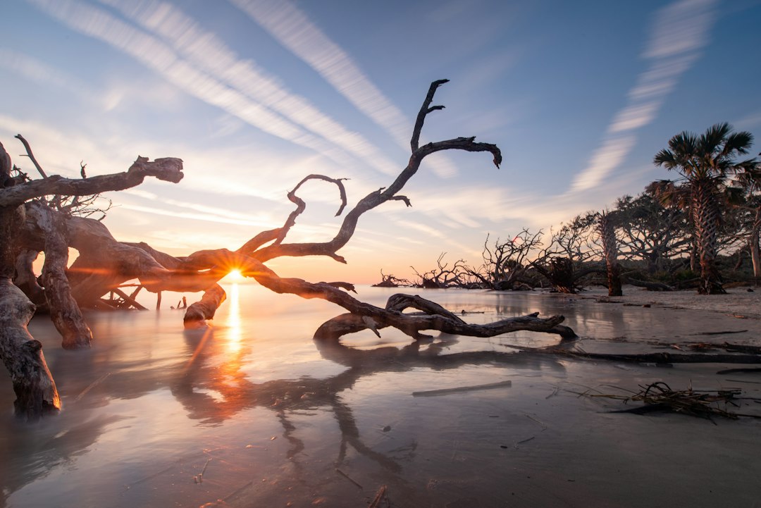 Why Jekyll Island's Driftwood Beach Belongs on Every Traveler's Bucket List
