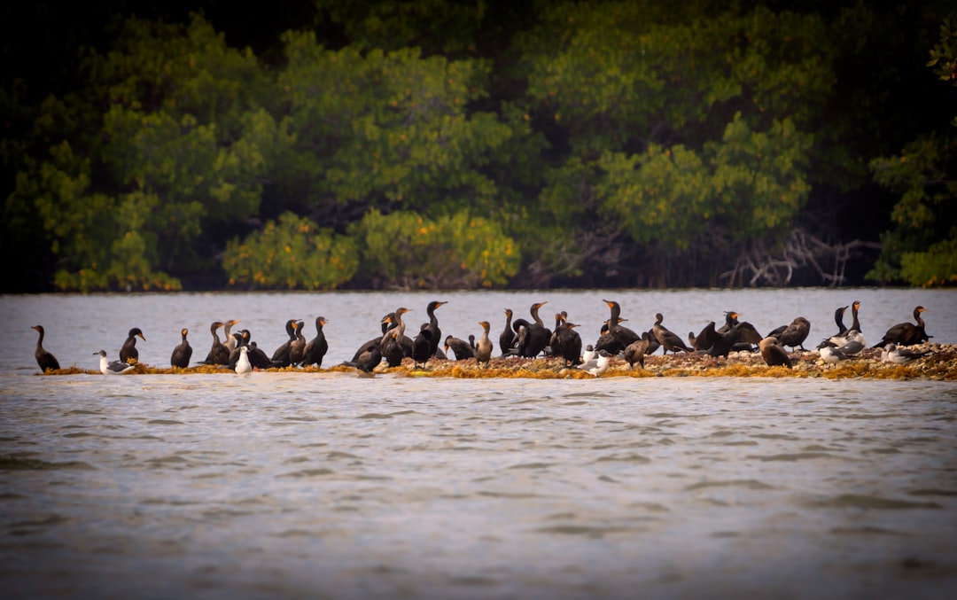 The Best Coastal Birds to Spot on a Florida Keys Kayak Trip