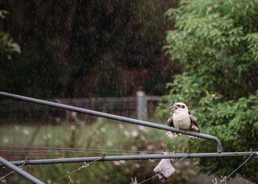 How to Identify Native Birds in Your Backyard: A Naturalist's Guide