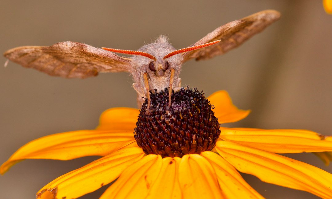 Luna Moths and Black-Eyed Susans: Bringing North Carolina's Native Beauty Indoors