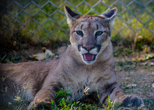 Florida's Most Magical Wildlife Encounters Worth Planning a Trip Around