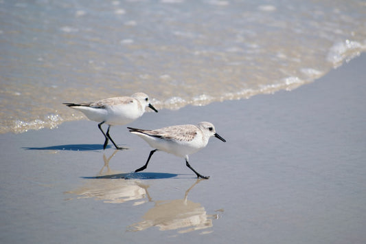 Mastering Coastal Birdwatching: Florida's Best Spots for Nature Enthusiasts