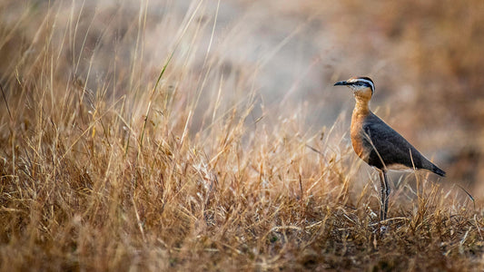 Nature Conservation Tips: Protecting Birds While Hiking