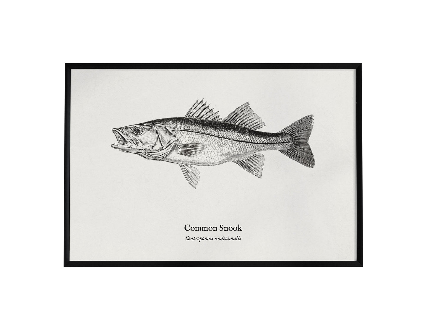 Common Snook Landscape Poster | Centropomus undecimalis Ink Illustration Zoological Wall Art — framed wall art, 24x36 in