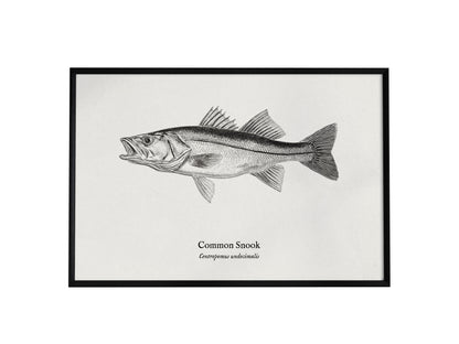 Common Snook Landscape Poster | Centropomus undecimalis Ink Illustration Zoological Wall Art — framed wall art, 24x36 in