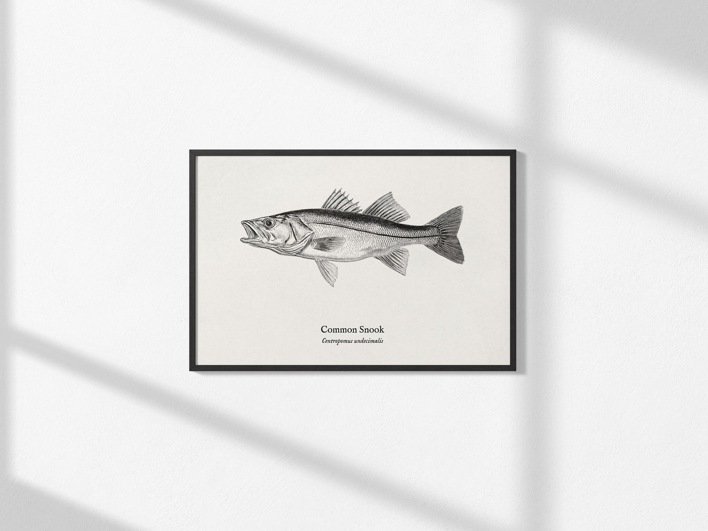 Common Snook Landscape Poster | Centropomus undecimalis Ink Illustration Zoological Wall Art — framed and ready to hang, 2x3