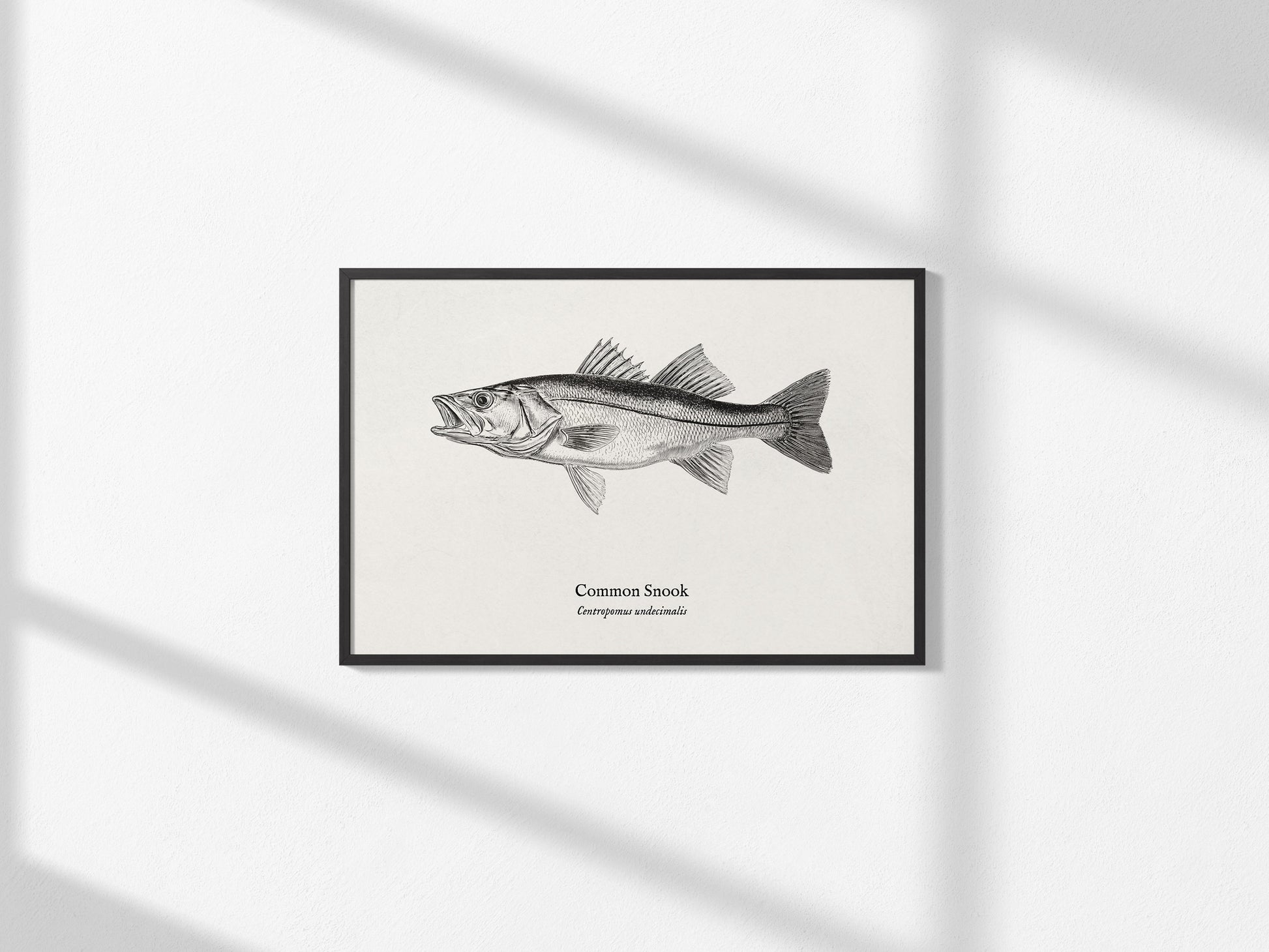 Common Snook Landscape Poster | Centropomus undecimalis Ink Illustration Zoological Wall Art — framed and ready to hang, 2x3