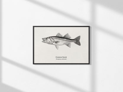 Common Snook Landscape Poster | Centropomus undecimalis Ink Illustration Zoological Wall Art — framed and ready to hang, 2x3