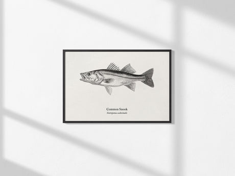 Common Snook Landscape Poster | Centropomus undecimalis Ink Illustration Zoological Wall Art — framed and ready to hang, 2x3