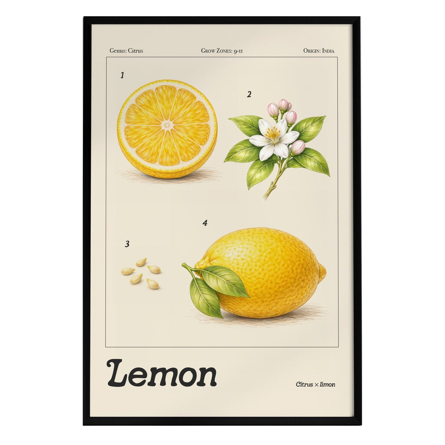 A framed botanical poster features a detailed illustration of a lemon cut in half, a whole lemon, lemon seeds, and lemon blossoms. The design includes the label Lemon and botanical details, all set against a cream-colored background.