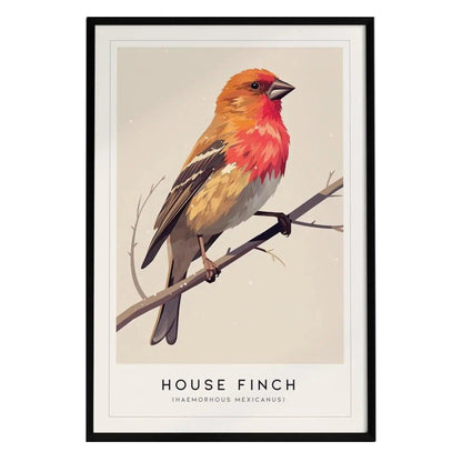 A framed poster of a House Finch (Haemorhous mexicanus) perched on a branch, showcasing its vibrant rosy red head and breast, complemented by earthy tones in its body. The minimalist design features the birds name prominently at the bottom.