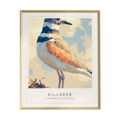 A framed poster features a stylized illustration of a killdeer bird, showcasing its distinctive orange and brown plumage. The background is a soft, abstract blend of light colors, enhancing the birds vibrant details.