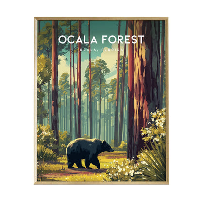 A beautifully illustrated poster of Ocala Forest, Florida, featuring a black bear walking through a sunlit woodland trail. Towering trees and wildflowers frame the scene, capturing the serene beauty of nature in vibrant colors.