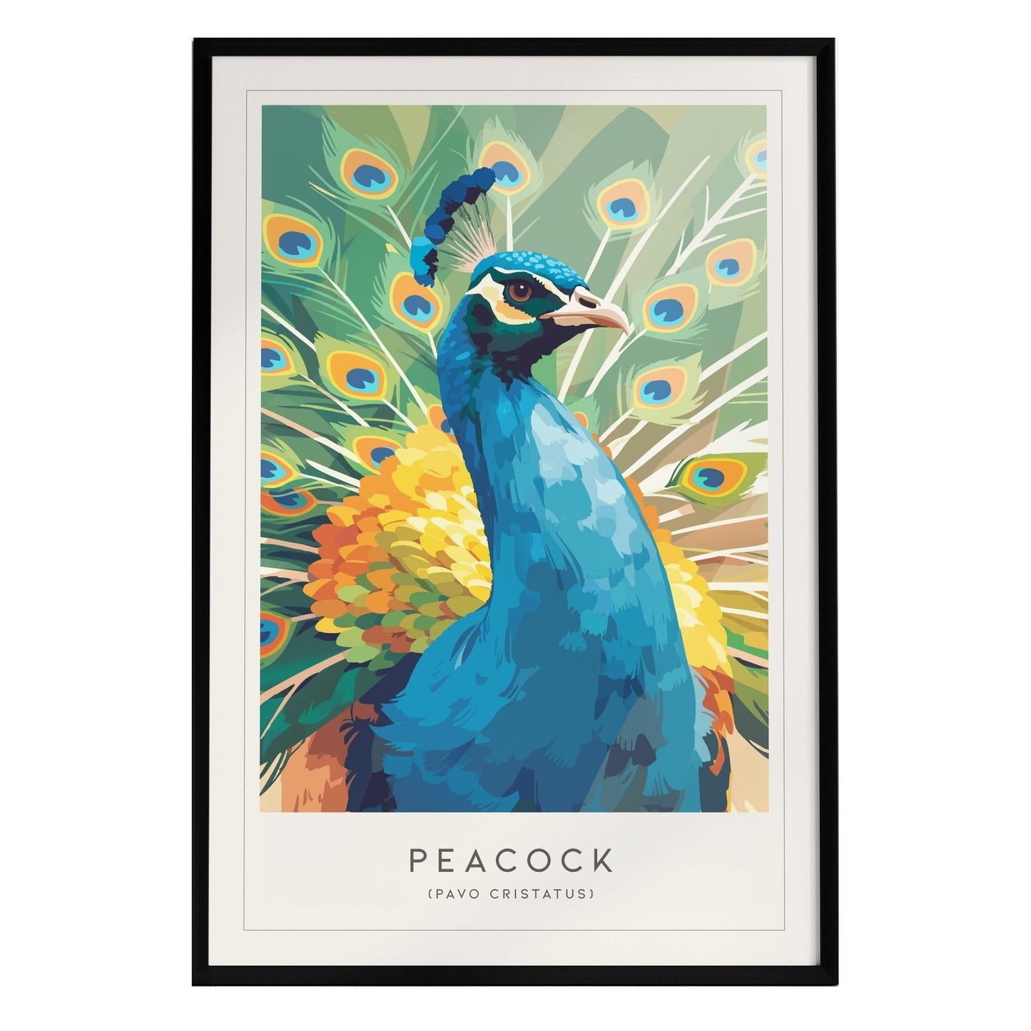 A vibrant illustration of a peacock with striking blue and green plumage, showcasing its colorful feathers fanned out in a stunning display. The artwork is framed, with the word PEACOCK and its scientific name PAVO CRISTATUS at the bottom.