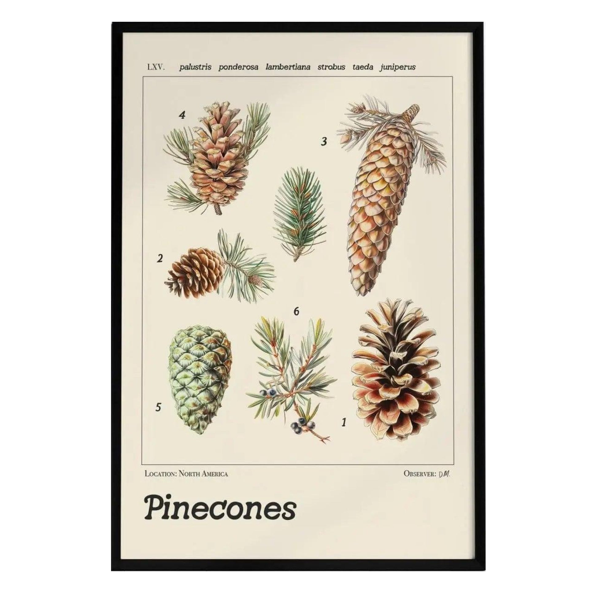 A vintage-style botanical poster features six distinct pinecone species, each with detailed textures and labeled scientific names.