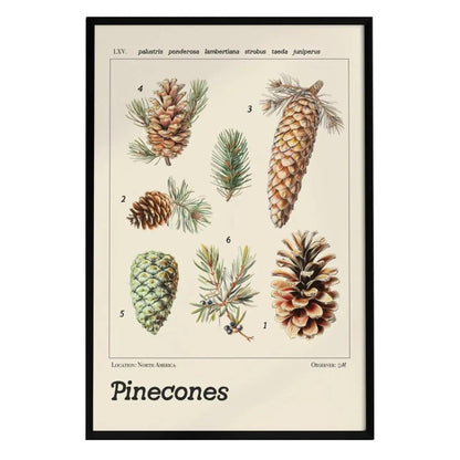 A vintage-style botanical poster features six distinct pinecone species, each with detailed textures and labeled scientific names.