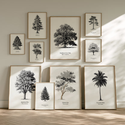 Trees Pen & Ink Gallery Wall | California Redwood & Jacaranda | Set of 4 Matching Framed Prints