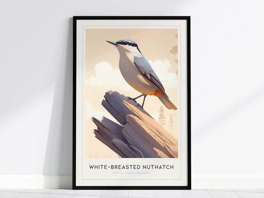 White-Breasted Nuthatch Poster