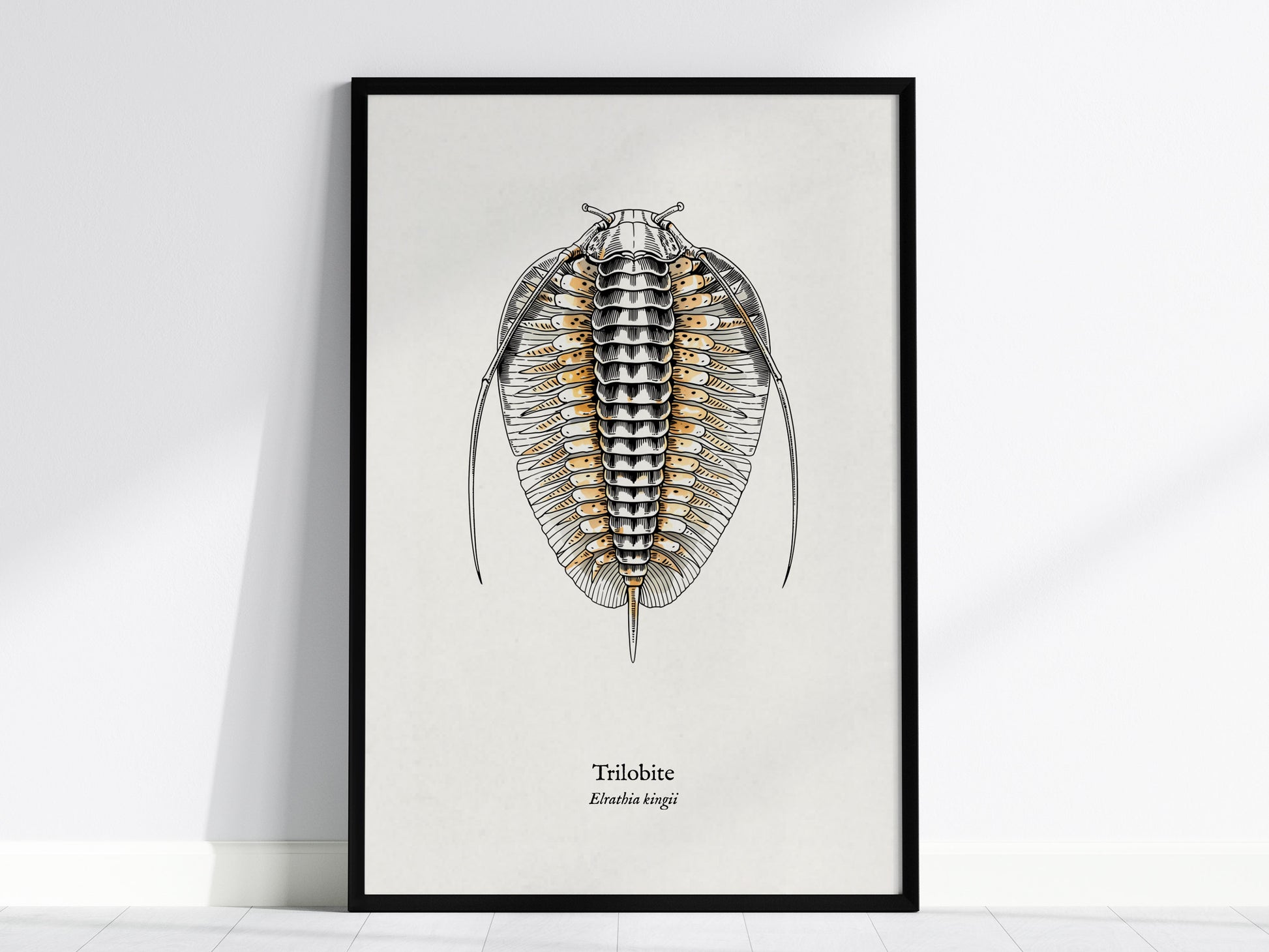 Trilobite Poster | Vintage Elrathia kingii Zoological Illustration Wall Art — framed wall art, 24x36 in