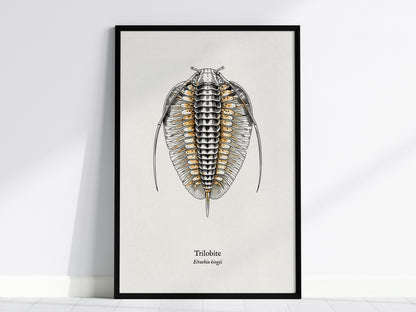 Trilobite Poster | Vintage Elrathia kingii Zoological Illustration Wall Art — framed wall art, 24x36 in