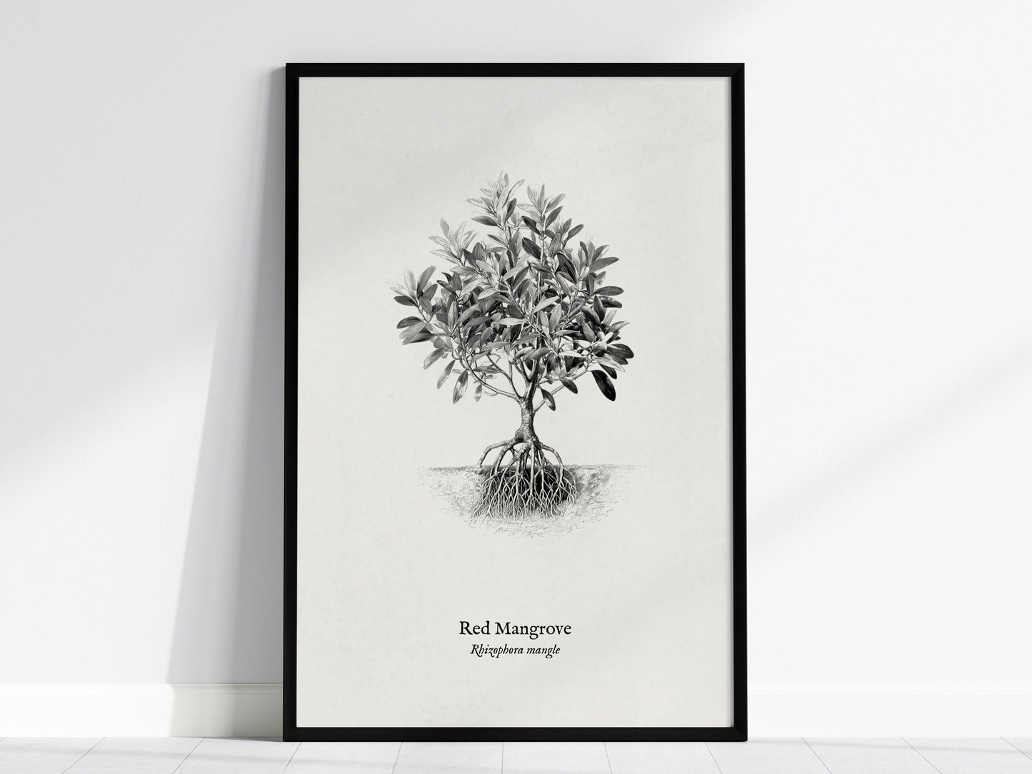 Red Mangrove Poster | Rhizophora Mangle Pen and Ink Print Vintage Botanical Illustration — framed wall art, 24x36 in